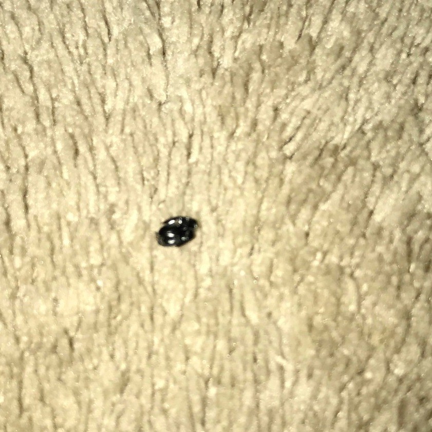 Identifying Black Bugs in My Bed? ThriftyFun