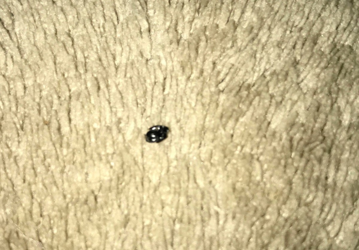 Identifying Black Bugs In My Bed Thriftyfun