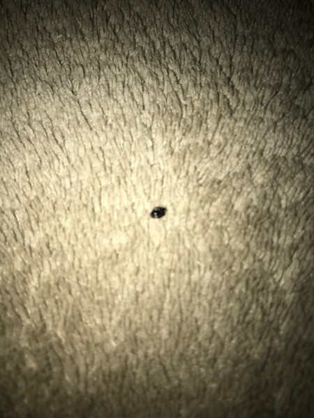 Identifying Black Bugs in My Bed