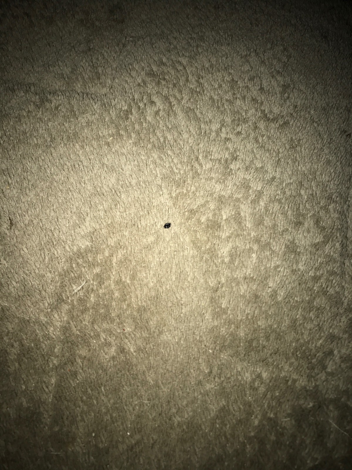 Identifying Black Bugs in My Bed? ThriftyFun