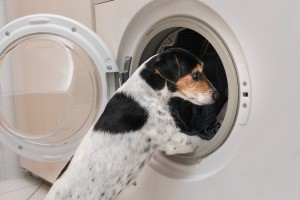 Dog looking into an open clothes dryer.