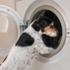 Dog looking into an open clothes dryer.