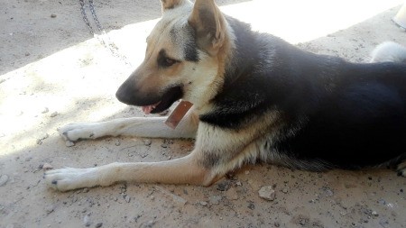 Does My Puppy Look Like a White German Shepherd?