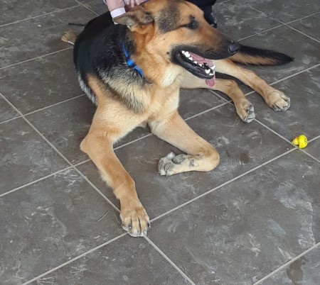 Does My Puppy Look Like a White German Shepherd?