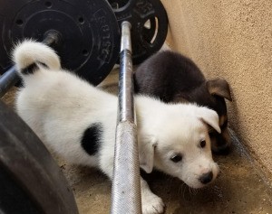 Does My Puppy Look Like a White German Shepherd? - white puppy with a black spot on its side