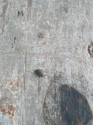 Identifying Small Black Flying Bugs  - bug on vinyl floor