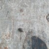 Identifying Small Black Flying Bugs  - bug on vinyl floor