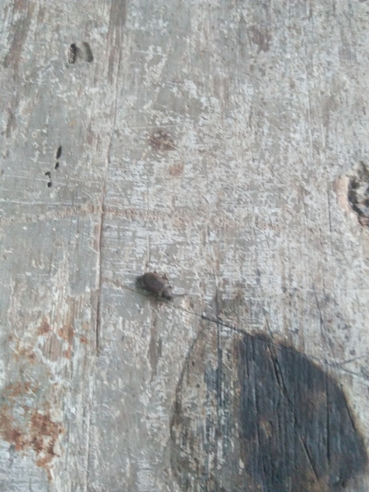 Identifying Small Black Flying Bugs? | ThriftyFun