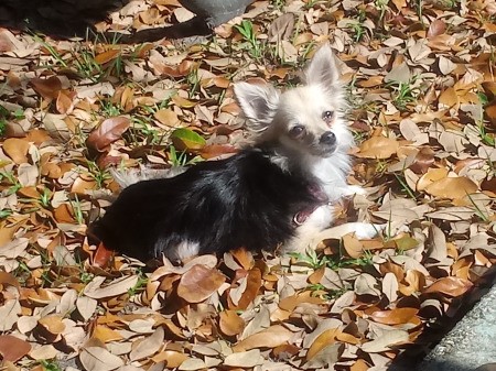 Ginger (Long Haired Chihuahua) - Ginger in the backyard sitting in leaves