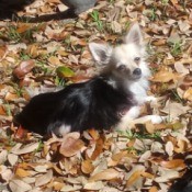 Ginger (Long Haired Chihuahua) - Ginger in the backyard sitting in leaves
