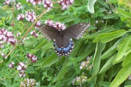 Garden: Black Swallowtail Butterfly