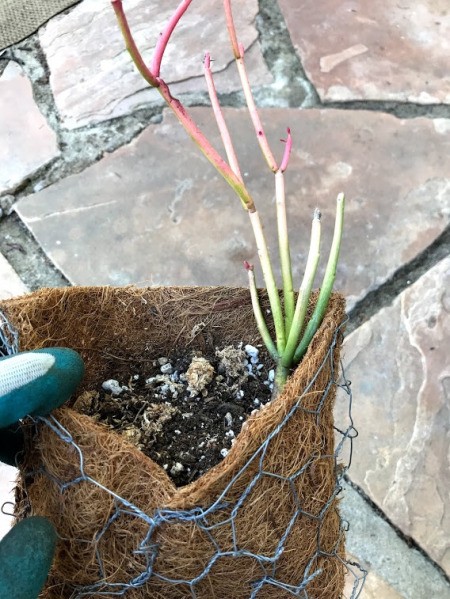 DIY Hanging Envelope Planter - begin adding cuttings