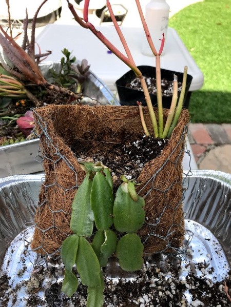 DIY Hanging Envelope Planter - Christmas cactus cutting added