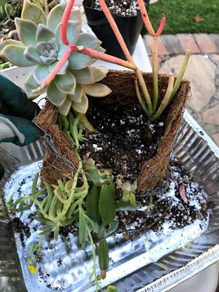 DIY Hanging Envelope Planter - succulents