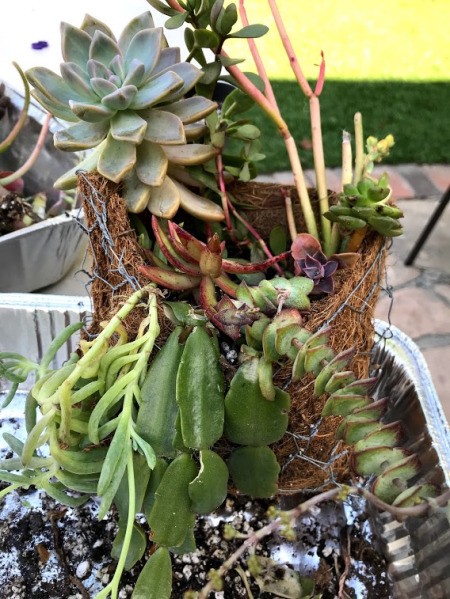 DIY Hanging Envelope Planter - planter full