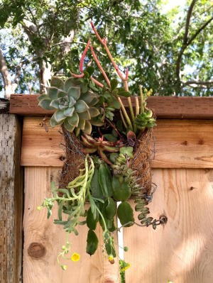 DIY Hanging Envelope Planter - planter hanging on the fence in the yard