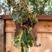 DIY Hanging Envelope Planter - planter hanging on the fence in the yard