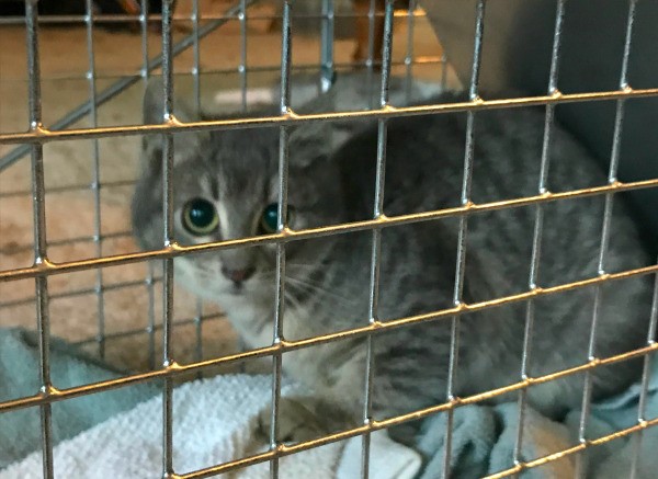 A feral kitten trapped in a cage.