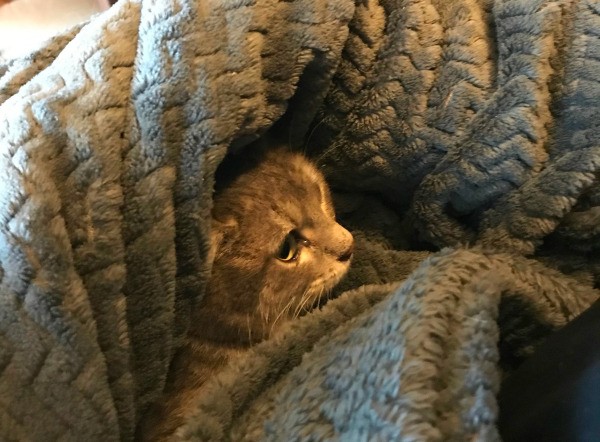 A sweet kitten face peeking out of a blanket.
