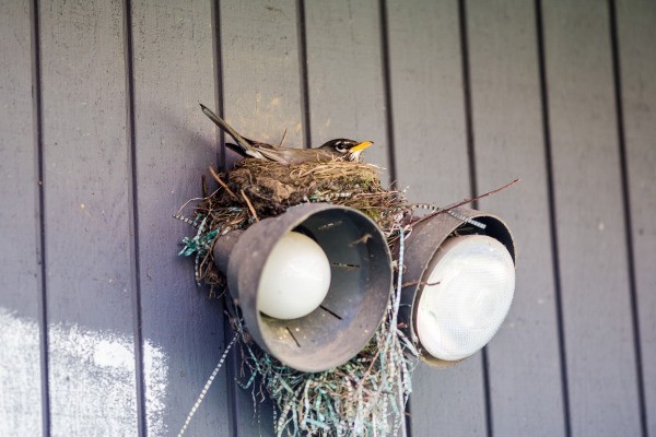 Robin's Nest