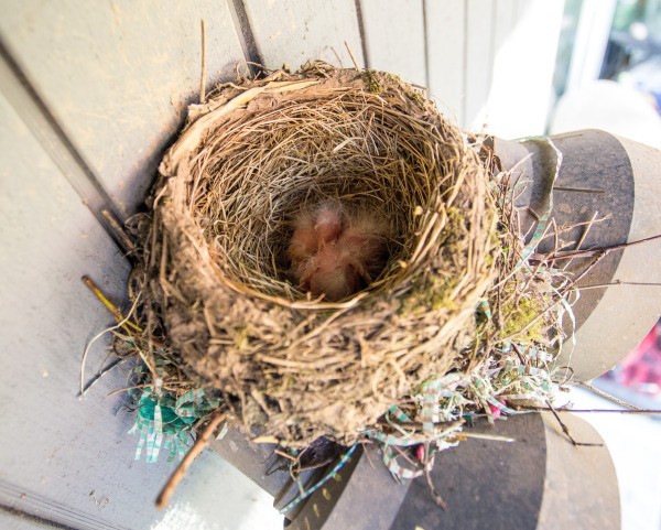 Robin's Nest