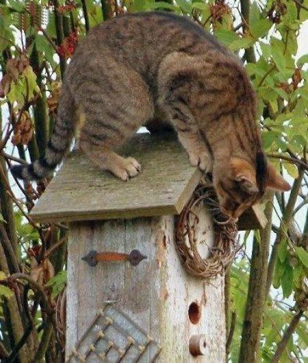 A cat on a birdhouse.