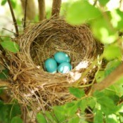 A robin's nest with three blue eggs.