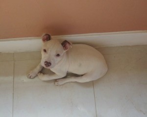 Is My Puppy a Pit Bull? - white puppy