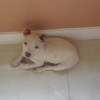 Is My Puppy a Pit Bull? - white puppy