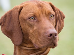 Red Bone Coon Hound Breed Information - closeup of the hound