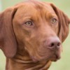 Red Bone Coon Hound Breed Information - closeup of the hound