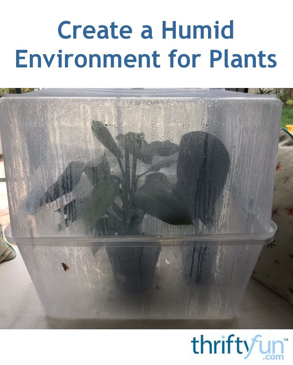 Create a Humid Environment for Plants ThriftyFun