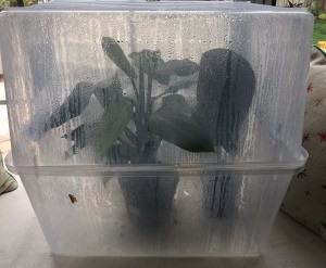 A makeshift terrarium made from two clear plastic containers, with a plant inside.