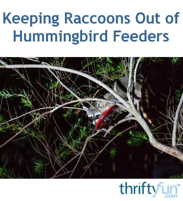 Keeping Raccoons Out of Hummingbird Feeders | ThriftyFun