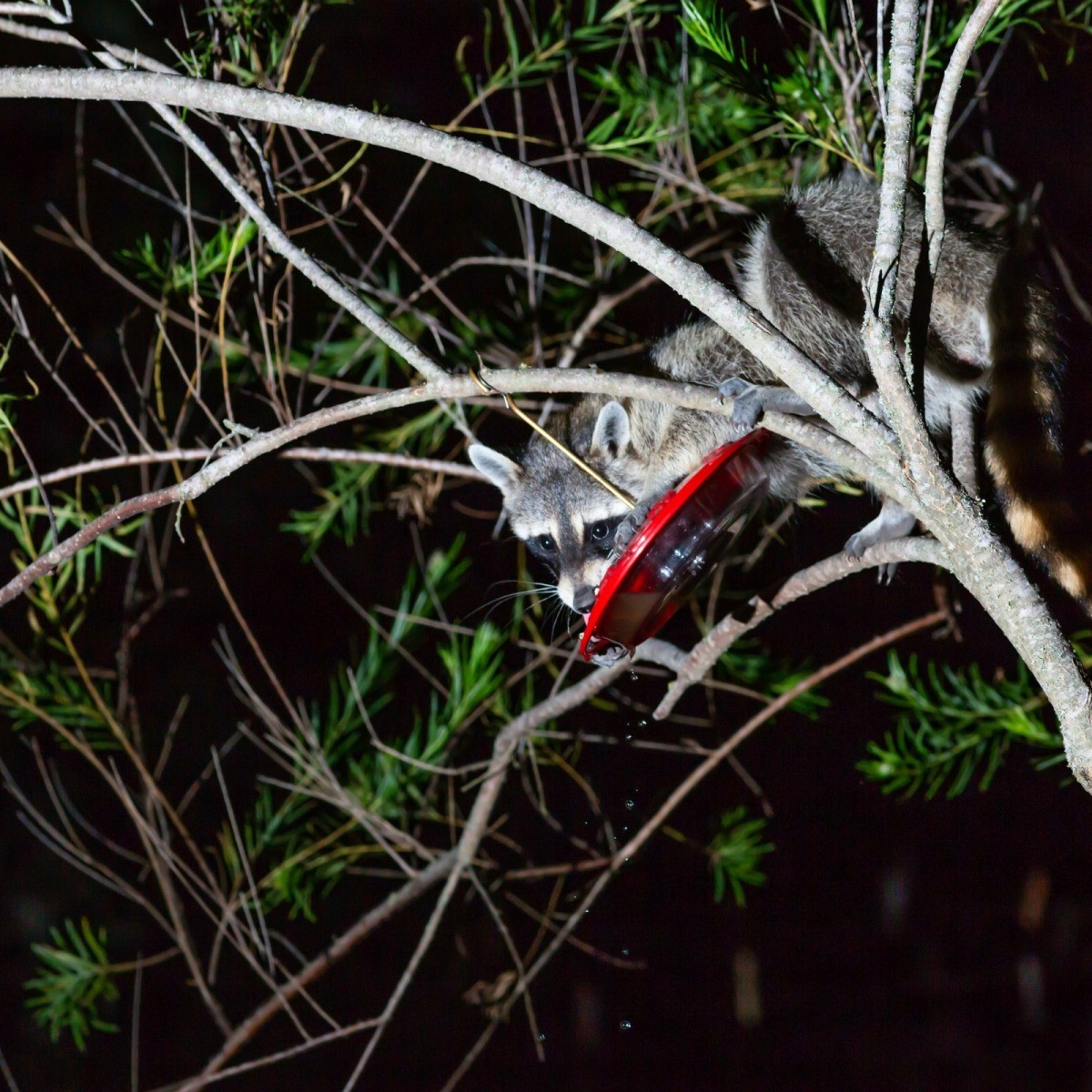 Keeping Raccoons Out of Hummingbird Feeders | ThriftyFun