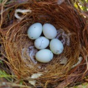 A nest with 5 finch eggs.