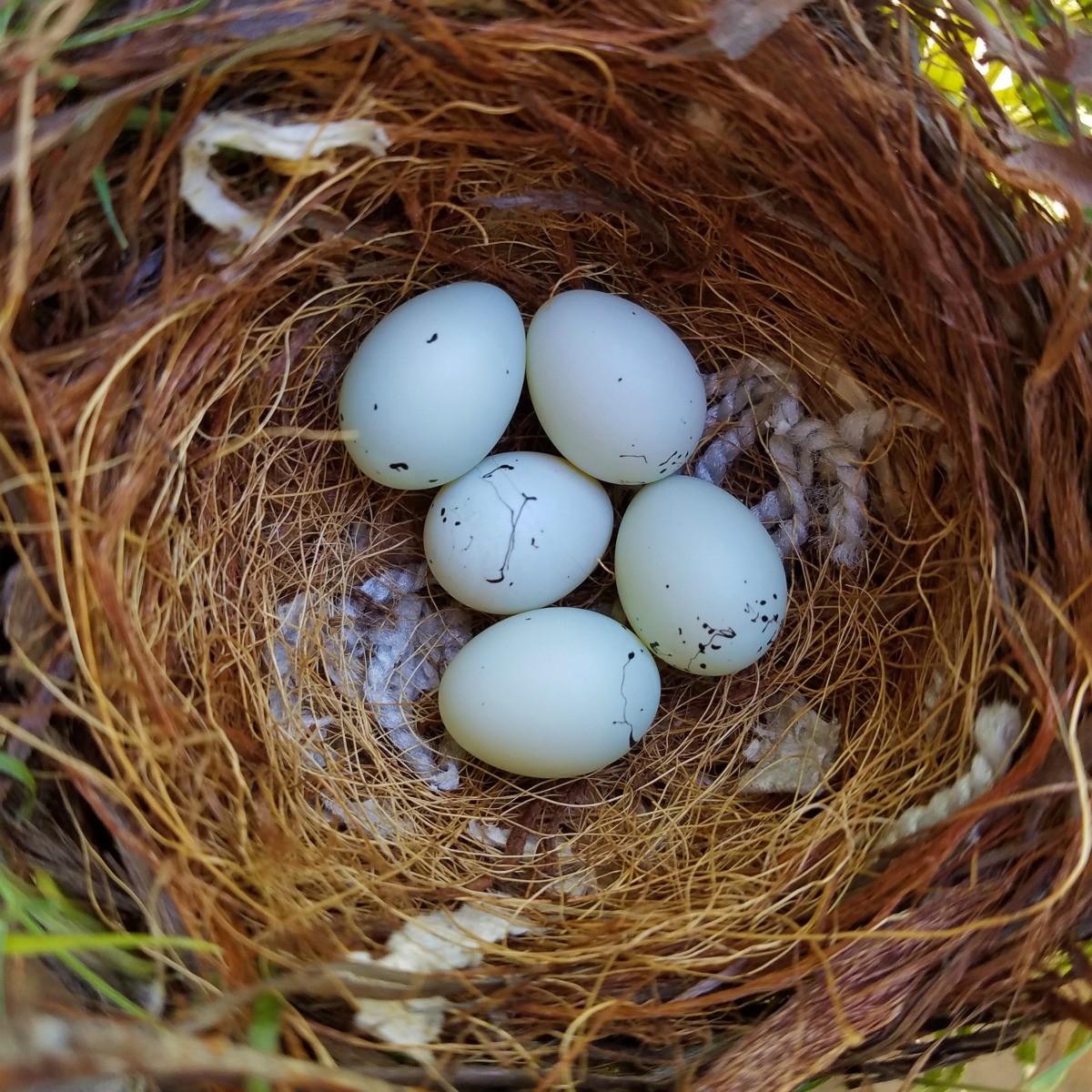 finch laid eggs