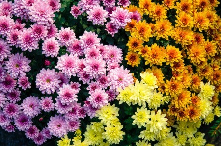 A collection of different colored chrysanthemum.