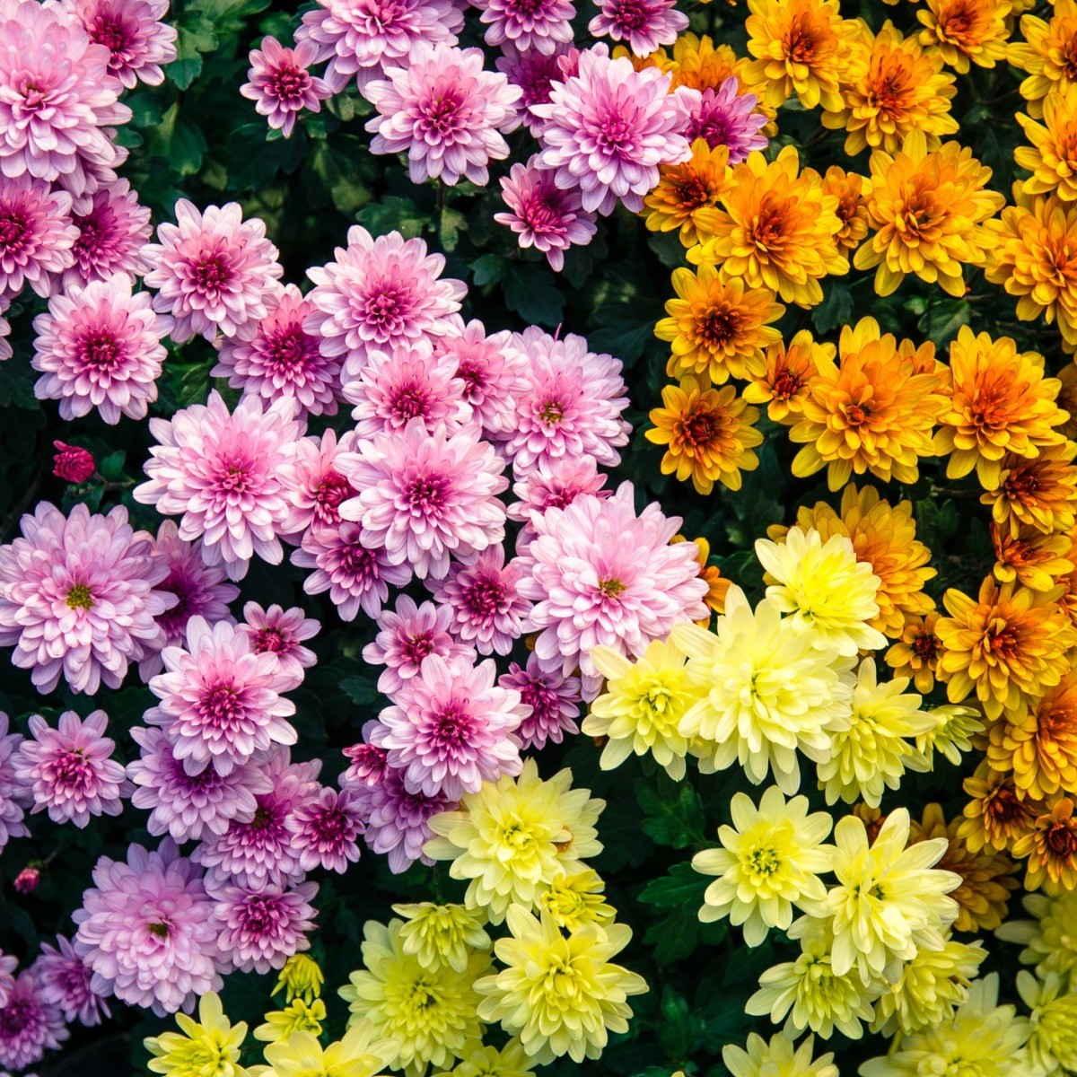 Chrysanthemum Photos ThriftyFun