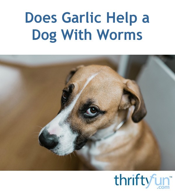 Does Garlic Help a Dog With Worms? ThriftyFun