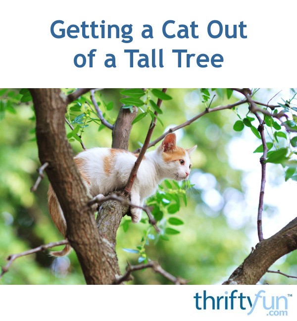 Getting a Cat Out of a Tall Tree ThriftyFun