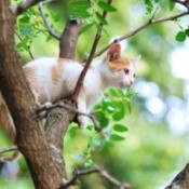 A young cat high up in a tall tree.