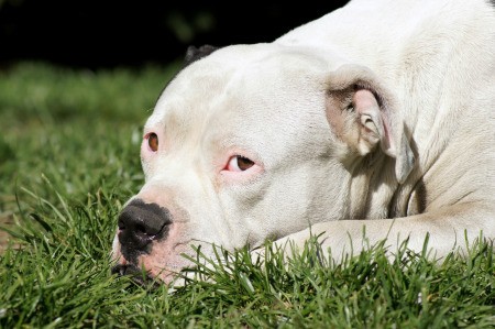 A white pitbull laying in the grass.