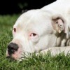 A white pitbull laying in the grass.