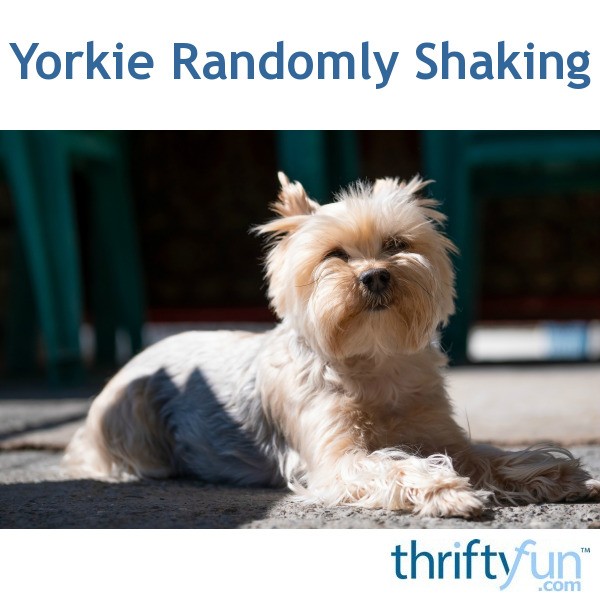 Yorkie Randomly Shaking? ThriftyFun