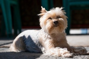 A Yorkshire terrier lying on carpet in the sun.