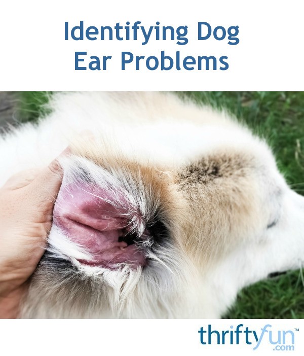 Identifying Dog Ear Problems? | ThriftyFun