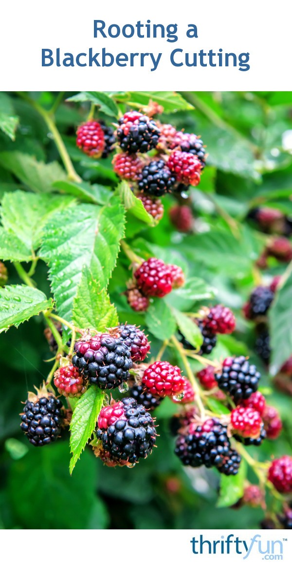 Rooting A Blackberry Cutting ThriftyFun