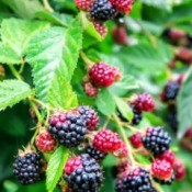 Blackberry bushes with ripening berries.
