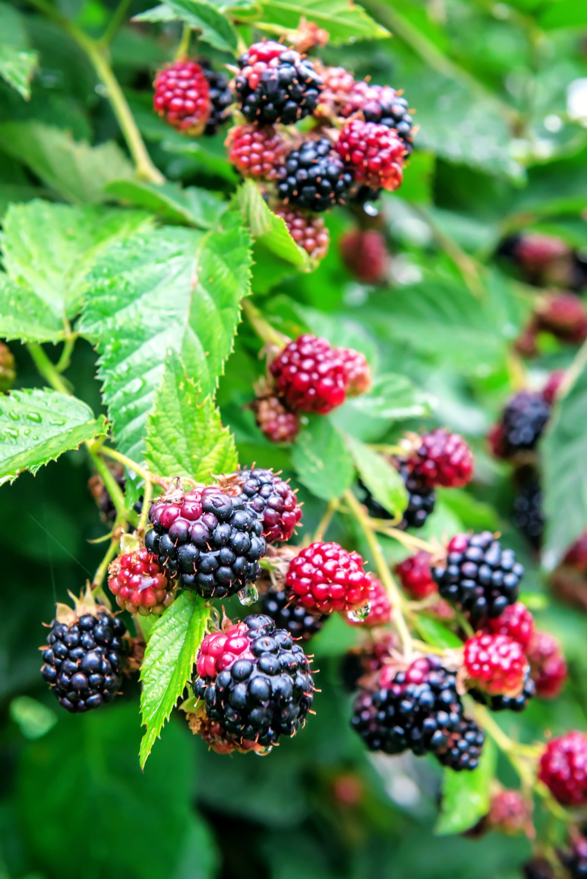 How do you plant blackberries Idea